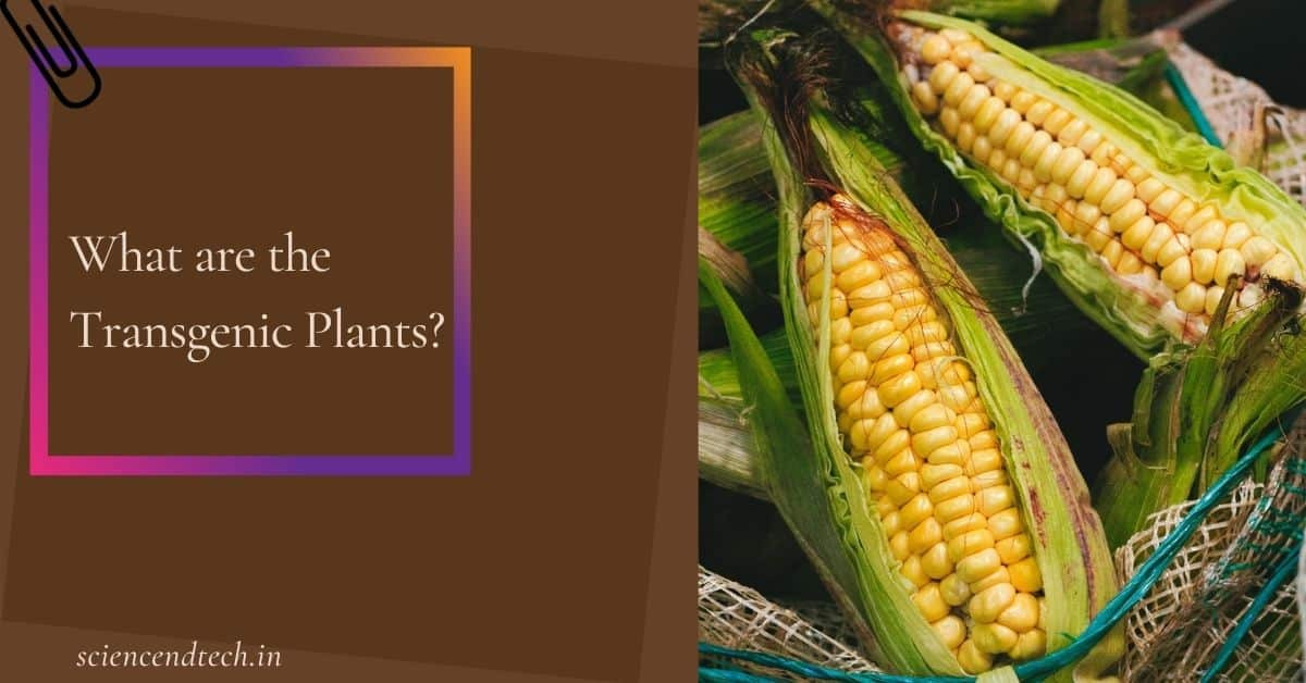 What are the Transgenic Plants?